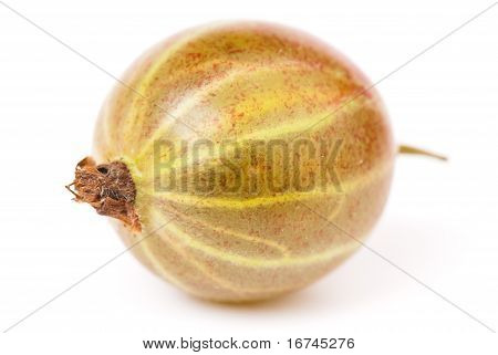 Agrest Grossularia, Eatberry,