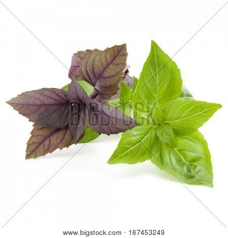 Close up studio shot of fresh green and red basil herb leaves mix isolated on white background. Sweet Genovese basil and Purple Dark Opal Basil.