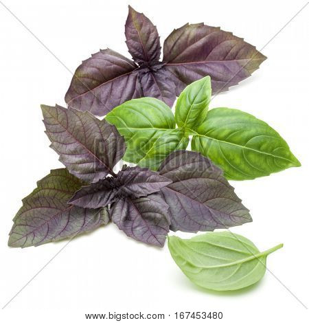 Close up studio shot of fresh green and red basil herb leaves mix isolated on white background. Sweet Genovese basil and Purple Dark Opal Basil.