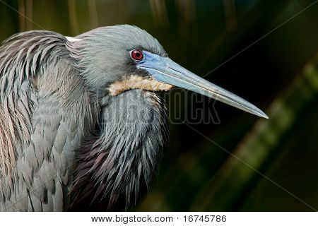 サンショクサギ (egretta トリコロール)