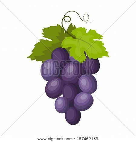 Bunch of wine grapes icon in cartoon design isolated on white background. Spain country symbol stock vector illustration.