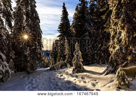 Picturesque snowy landscape and pine trees at sunset