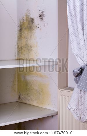 Persistent mold in wardrobe on wall and shelves.