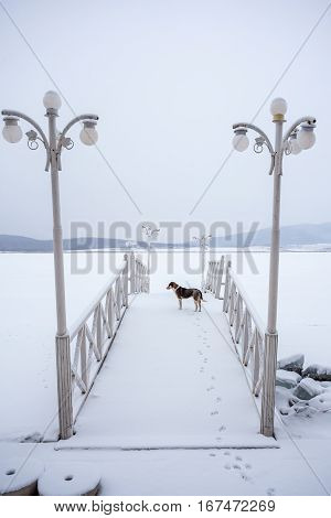 Dog On A Frozen Bazaleti Lake, Dusheti, Georgia