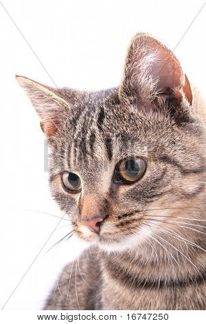 Katze-Porträt, isolated on white