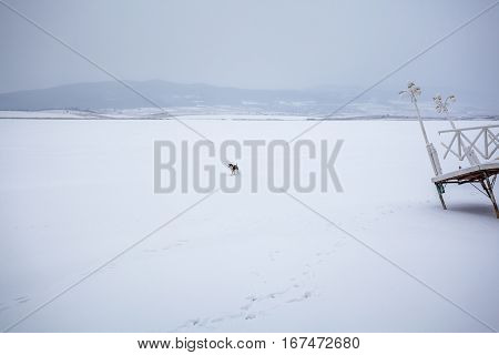 Dog On A Frozen Bazaleti Lake, Dusheti, Georgia