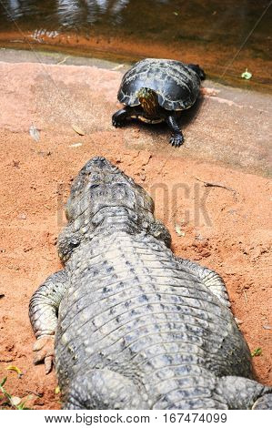 Turtle and crocodile at Parque das Aves on Brazil