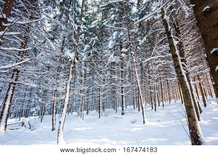 At Baraque Michel there are an lot of trees in the snow at the winter