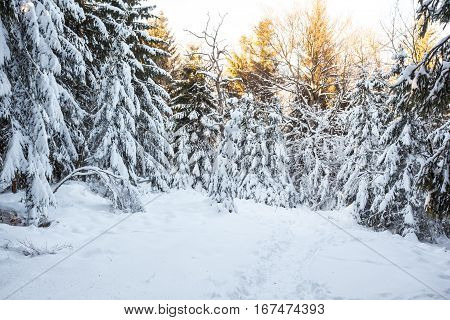 At Baraque Michel there are an lot of trees in the snow at the winter