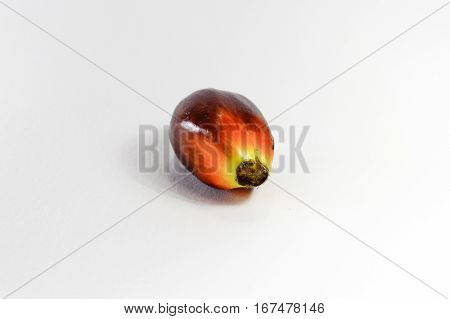 Oil palm fruits on white background.Commercial palm oil cultivation.