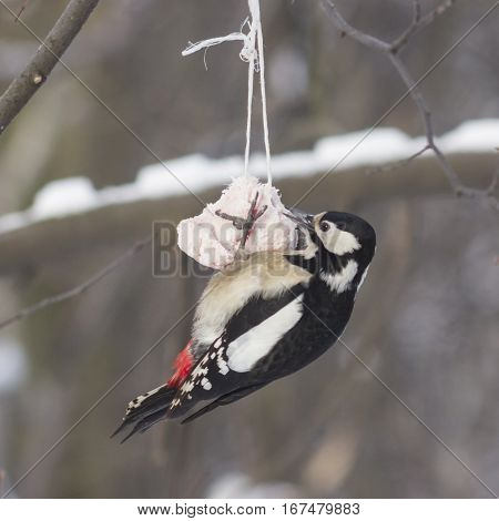 Female Great Spotted Woodpecker Dendrocopos major on fat ball close-up portrait selective focus shallow DOF