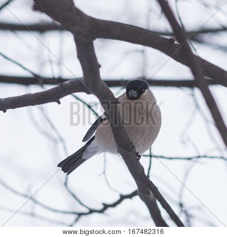 Brown Female of Eurasian Bullfinch Pyrrhula pyrrhula close-up portrait hiding in branches with bokeh background selective focus shallow DOF