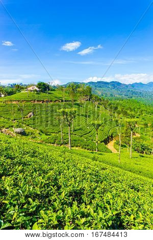 Haputale Highland Tea Plantation Estate House V