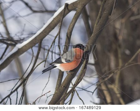 Red-colored Male of Eurasian Bullfinch Pyrrhula pyrrhula close-up portrait on branch with bokeh background selective focus shallow DOF