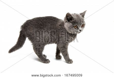 gray British kitten isolated on white background