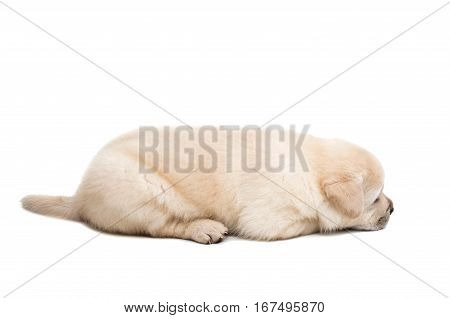 white labrador puppy on a white background