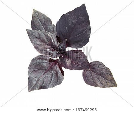 Basil. Fresh violet basil leaves isolated on white.