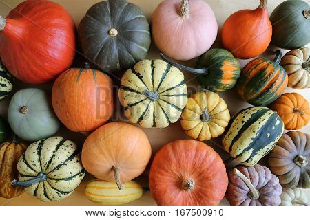 Autumn harvest colorful squashes and pumpkins in different varieties.