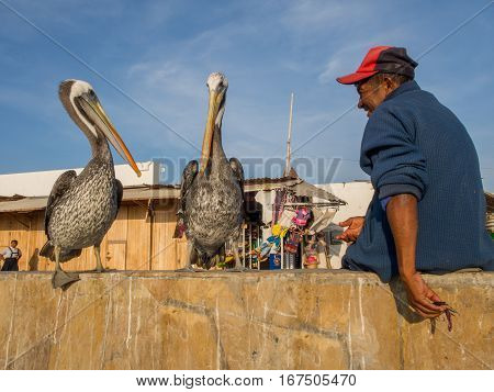 Paracas Peru - May 24 2016: Local man is feeding the pelicans