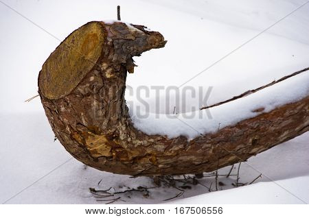 Closeup of pine tree branch in a snow at mountain Kozomor, Serbia