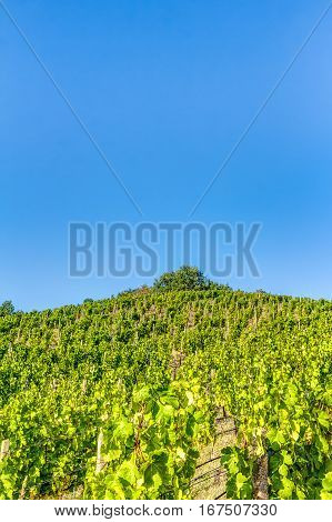 Vineyard In Summer