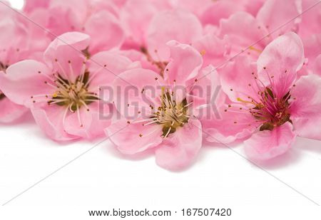 Cherry blossom sakura flowers isolated on white background