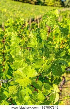 Vineyard In Summer