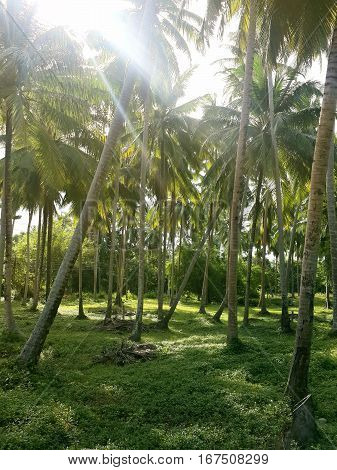 Green palm grove in sunlight. Koh Samui Thailand