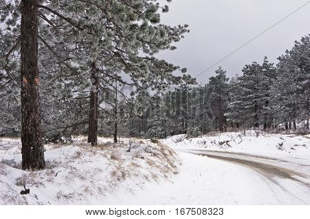 Conferious tree covered with snow along curvy moutain road in winter at mountain Kozomor, Serbia
