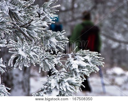 Detail from conferious tree covered with snow in winter at mountain Kozomor, Serbia