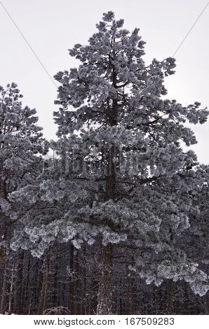Conferious trees covered with snow in winter at mountain Kozomor, Serbia