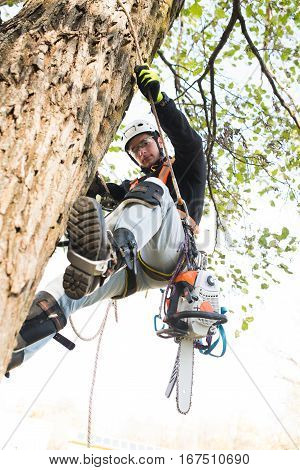 Lumberjack with a saw and harness for pruning a tree. A tree surgeon, arborist climbing a tree in order to reduce and cut his branches.