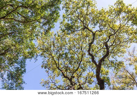Fresh leaves canopy of the lagre tree in the national park.