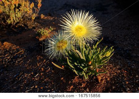 Colorful wild flowers (Conicosia elongata), Namaqualand, South Africa