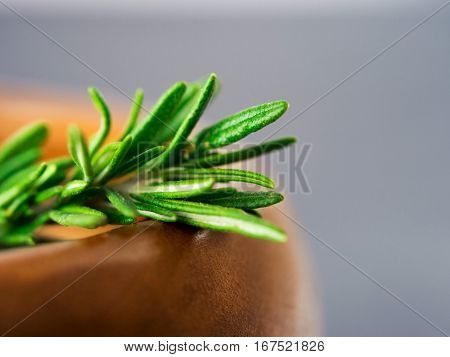 Fresh rosemary herbs on dark background with copy space. Culinary healthy aromatic spicy herbs. Shallow DOF. Extreme close up.
