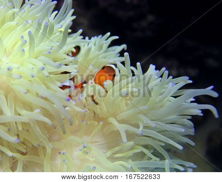 clown fish (Amphiprion ocellaris) is hiding from predators in their sea anemones (Heteractis malu)