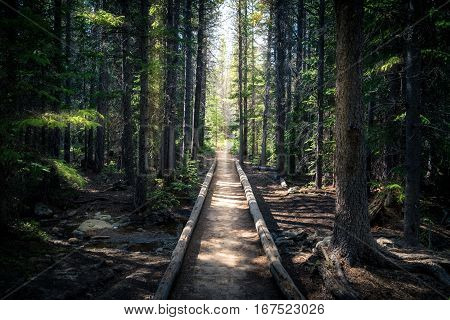 Forest path leading out of the forest.