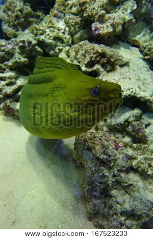 Green Moray (Gymnothorax funebris) night toothy predator with blue eyes