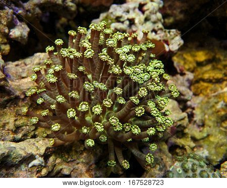 Goniopora.Flowerpot coral. Green. Like a bouquet of flowers.