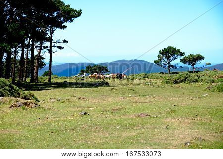 Horses In Freedom