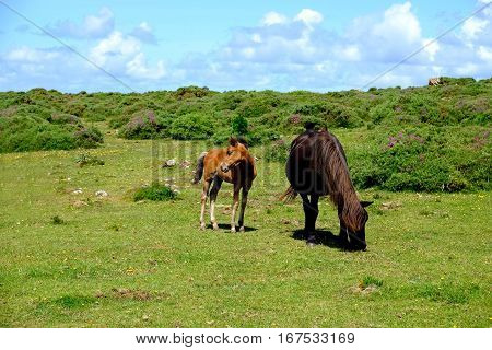 Horses In Freedom