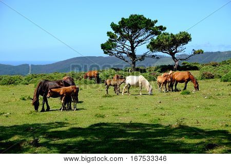 Horses In Freedom