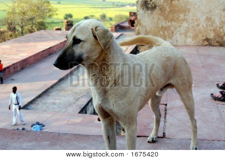indische Hund