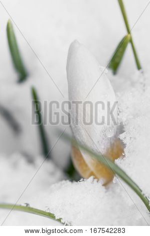 White crocuses growing up through the snow in early spring close-up