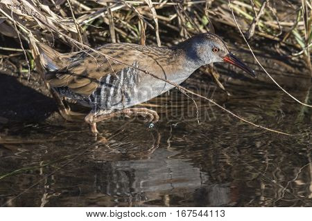 Water Rail (rallus Aquaticus) On The Riverside