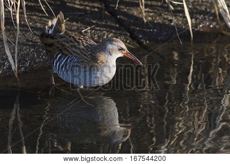 Water Rail (rallus Aquaticus) On The Riverside