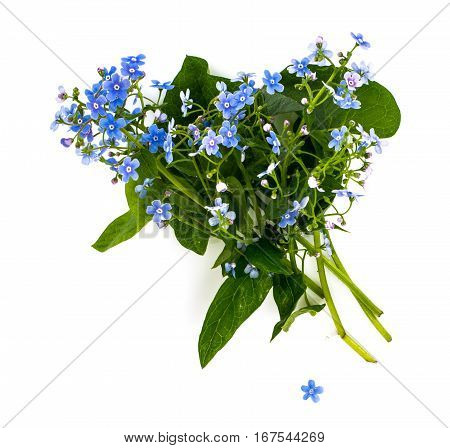Brunner macrophylla for garden design. Studio Photo