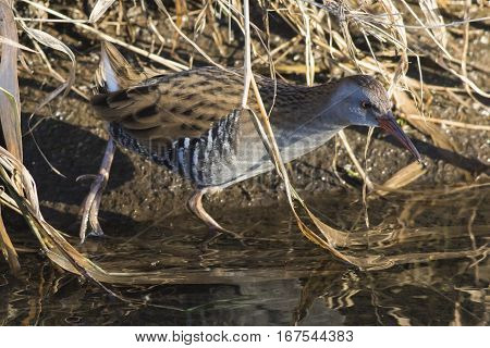 Water Rail (rallus Aquaticus) On The Riverside