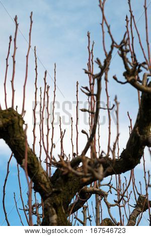 fruit tree not yet pruned in winter