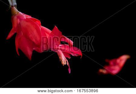 Close-up details of Red Christmas cactus flower Schlumbergera truncata cacti ready to fall.